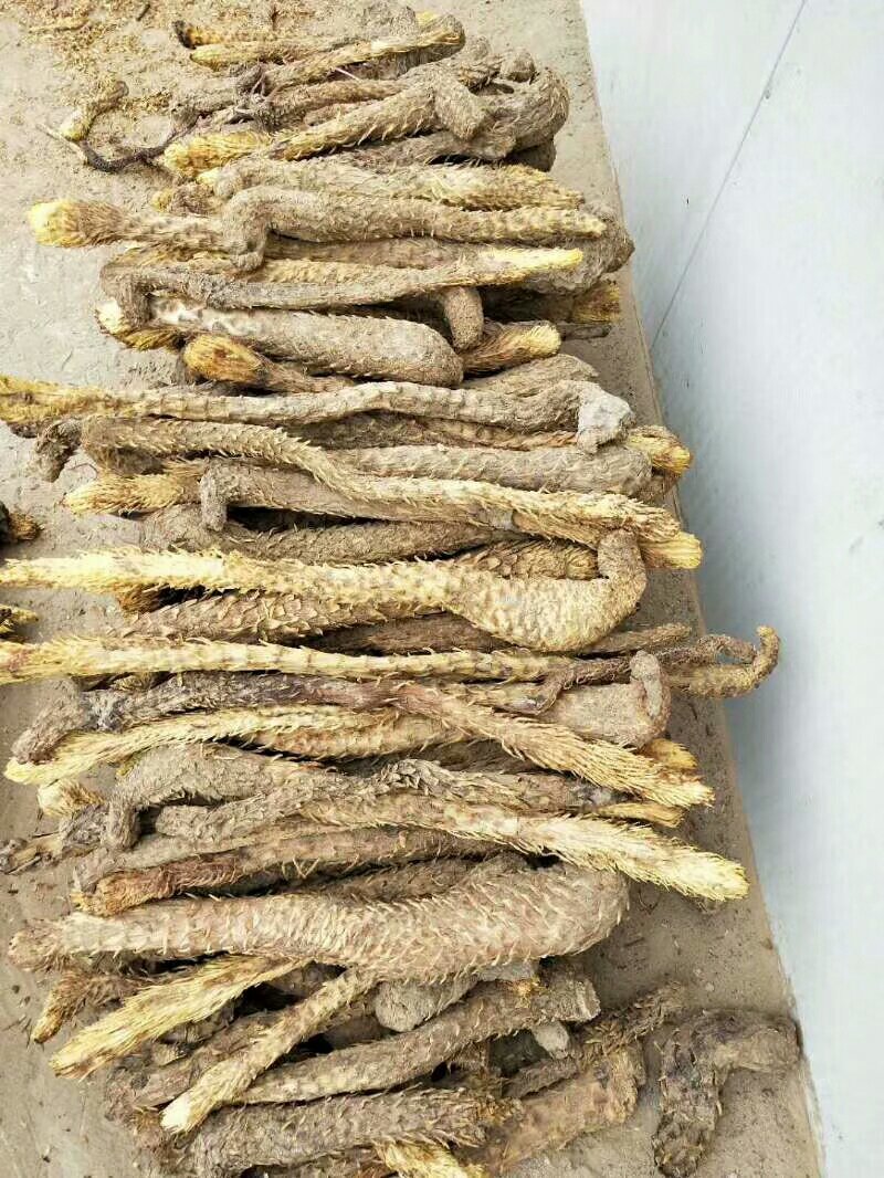 肉苁蓉