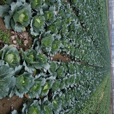 包包菜