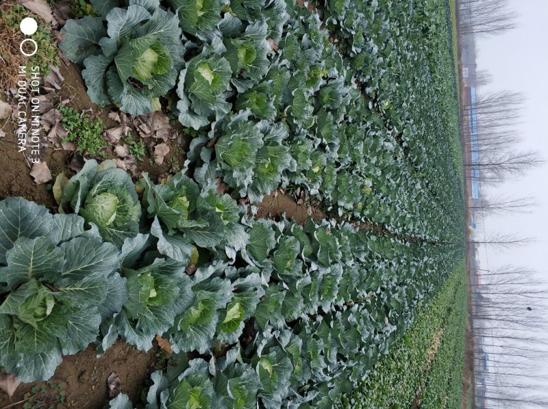 包包菜