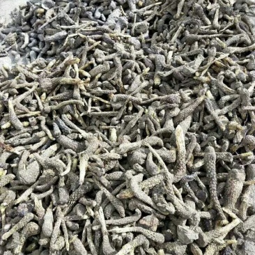 肉苁蓉
