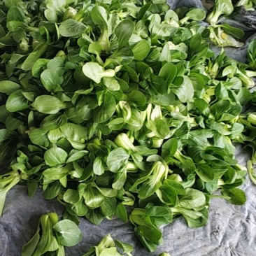 上海青