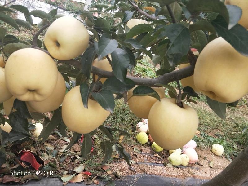 维纳斯黄金苹果苗维纳斯黄金苹果树苗成活率高免费指导