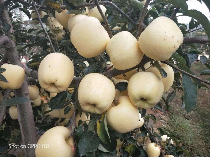 维纳斯黄金苹果苗维纳斯黄金苹果树苗成活率高免费指导