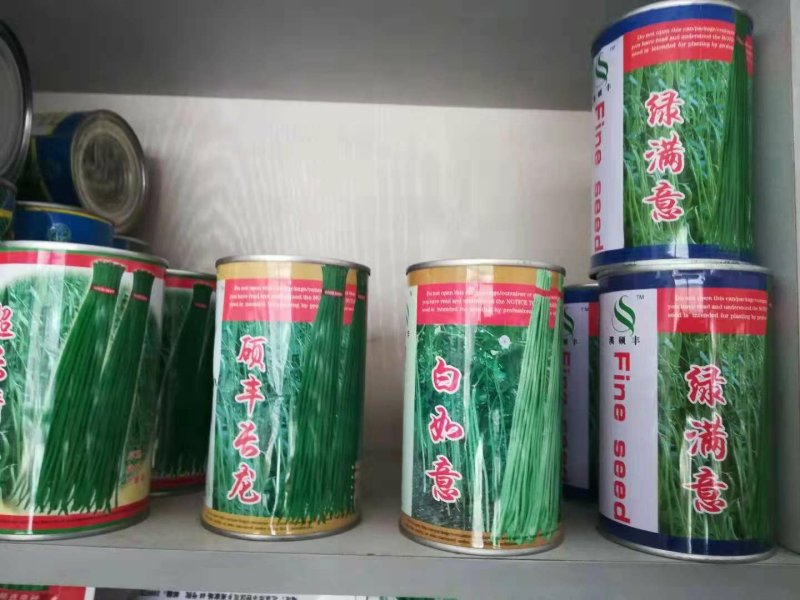 长青豆角种子