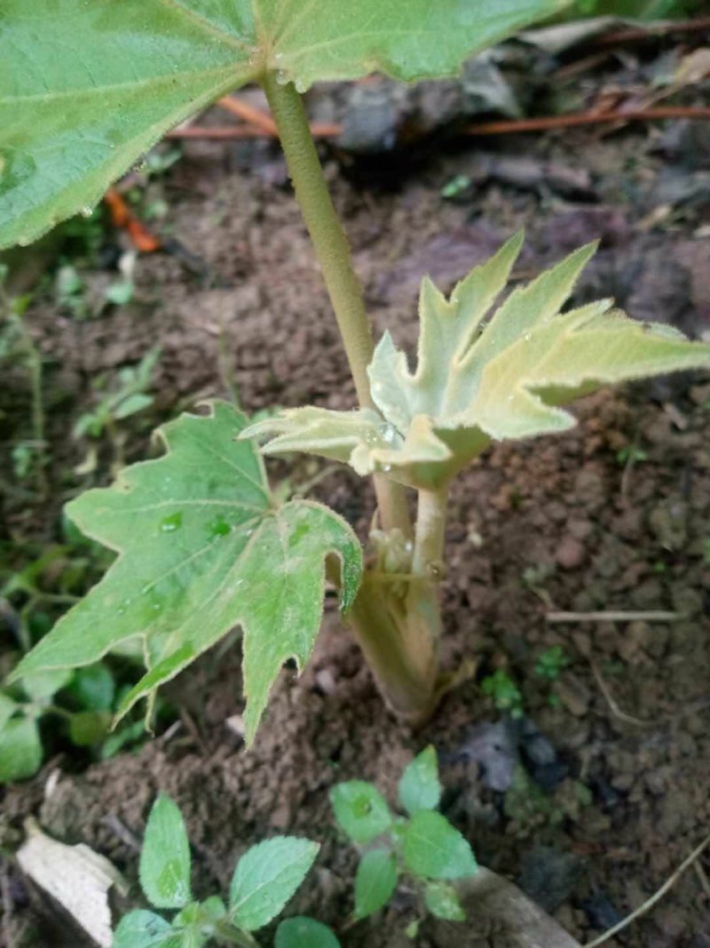 大通草苗通草种苗一手货源成活率高