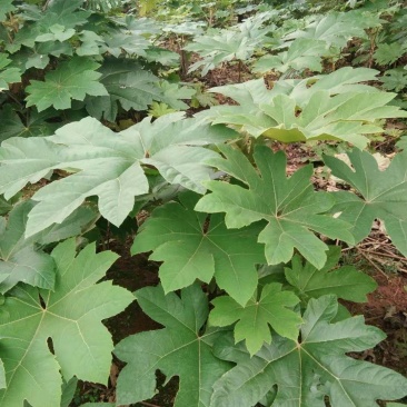 大通草苗通草种苗一手货源成活率高