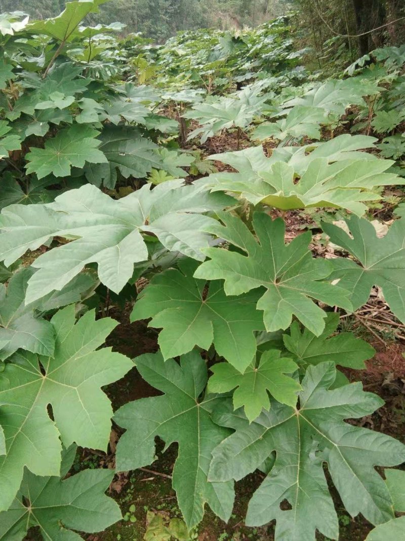 大通草苗通草种苗一手货源成活率高
