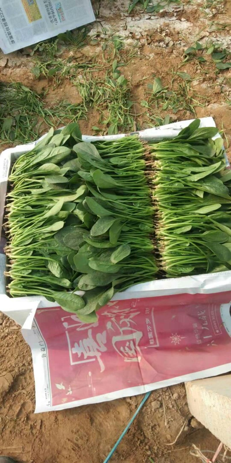 山东惠民大棚优质菠菜继续发货中！保质保量，全国供货