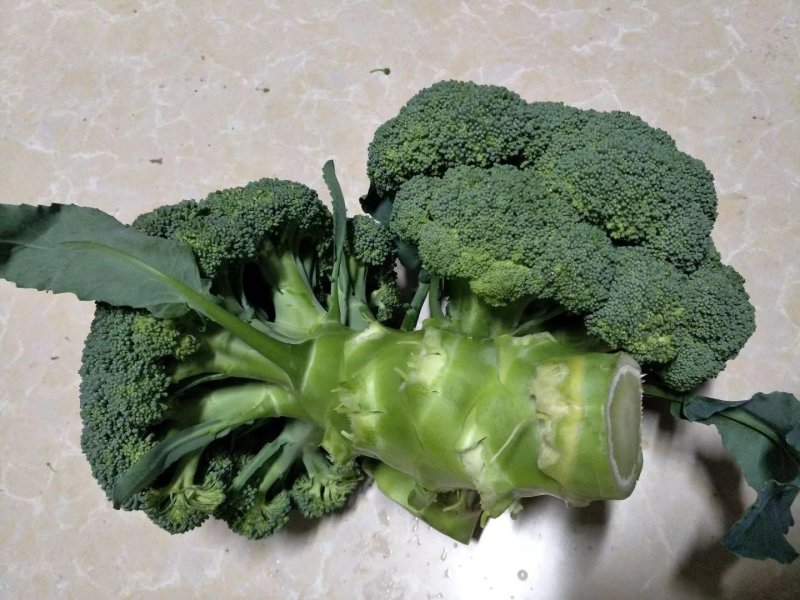 小米粒耐寒西兰花种子春秋种植花粒