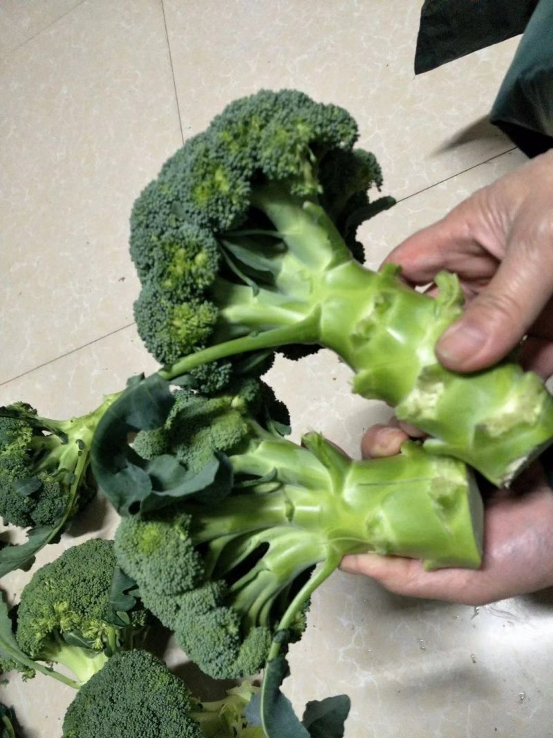 小米粒耐寒西兰花种子春秋种植花粒