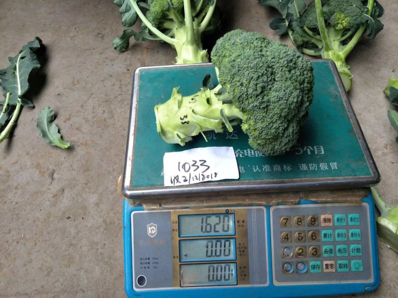 小米粒耐寒西兰花种子春秋种植花粒