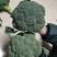 小米粒耐寒西兰花种子春秋种植花粒