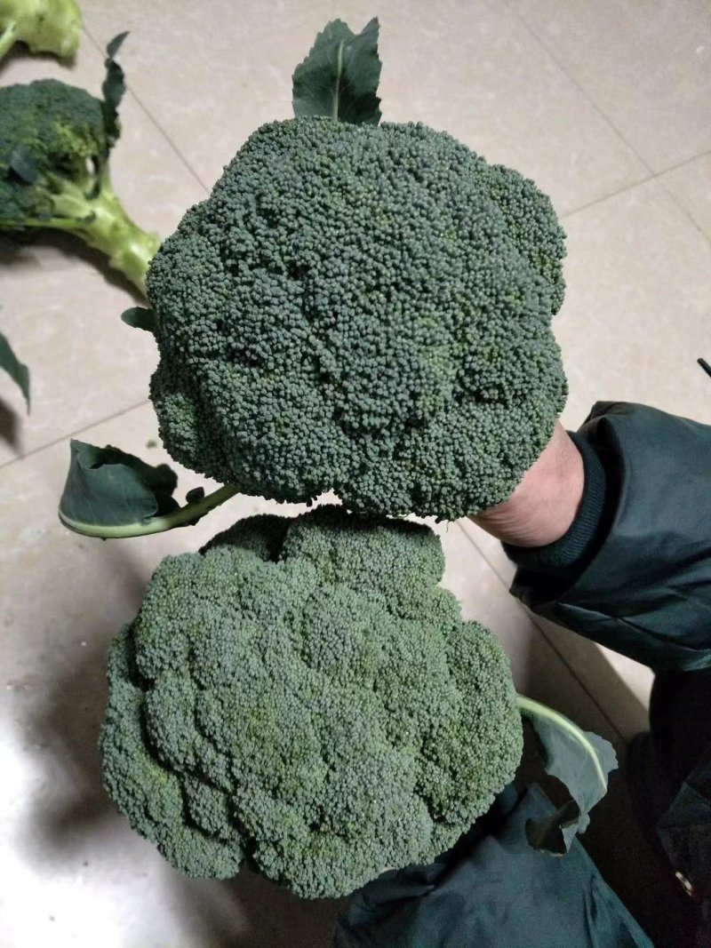 小米粒耐寒西兰花种子春秋种植花粒