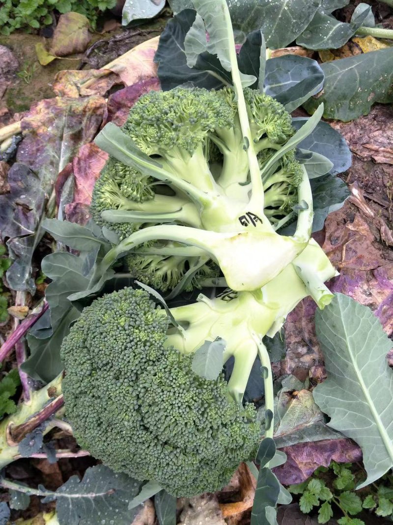 小米粒耐寒西兰花种子春秋种植花粒