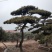 造型油松造型黑松造型松泰山松黑松盆景