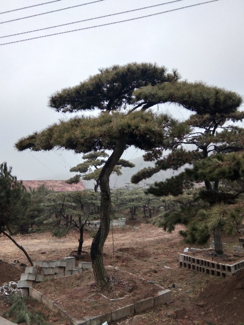 造型油松造型黑松造型松泰山松黑松盆景