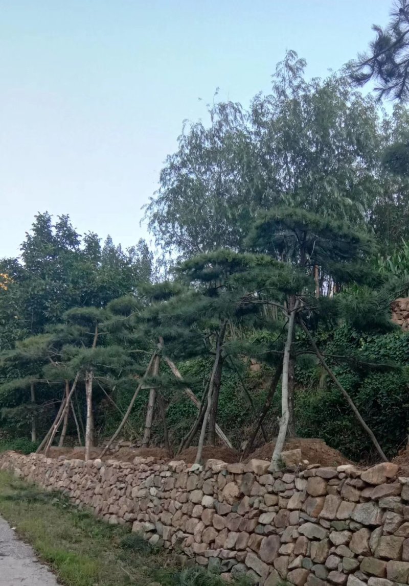 造型油松造型黑松造型松泰山松黑松盆景