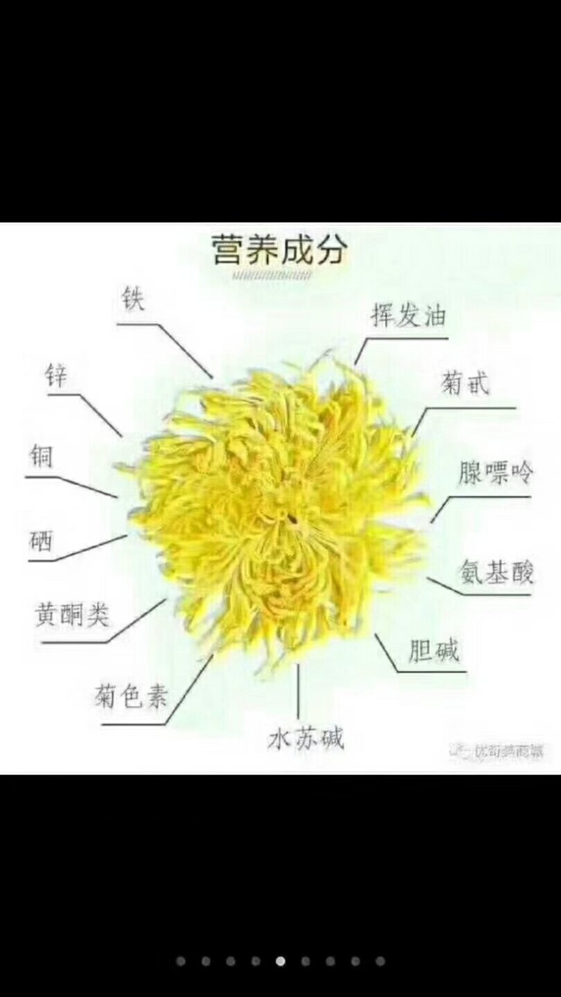 金丝皇菊