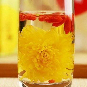 金丝皇菊