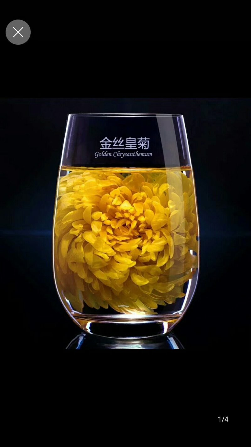 金丝皇菊