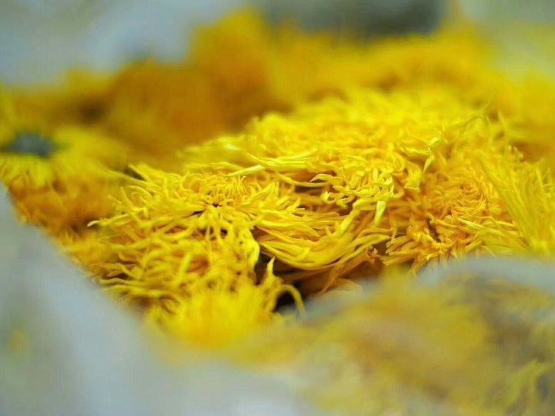 金丝皇菊