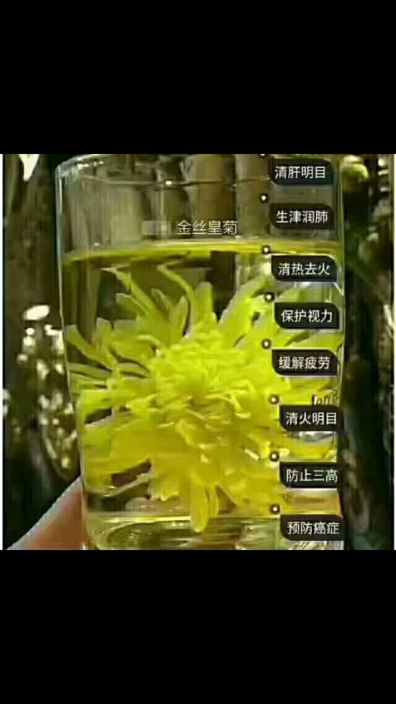金丝皇菊