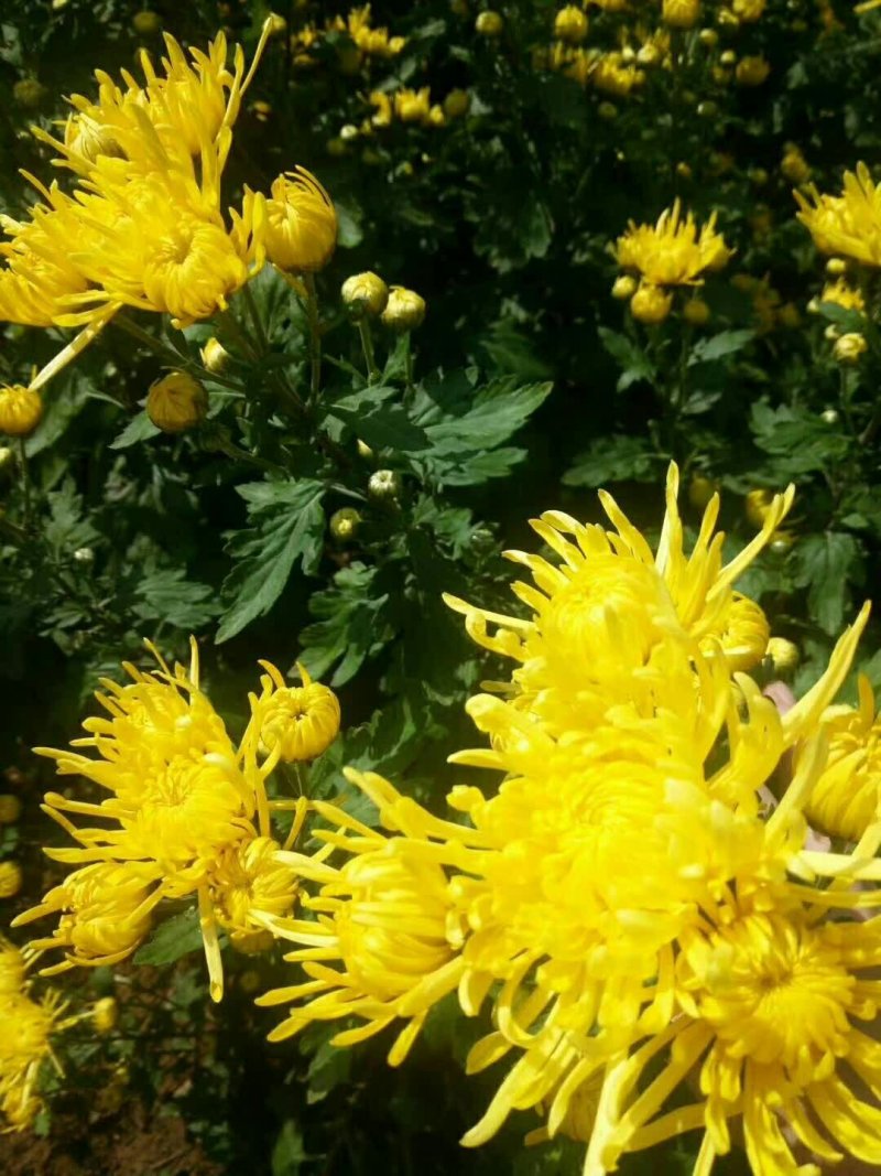 金丝皇菊