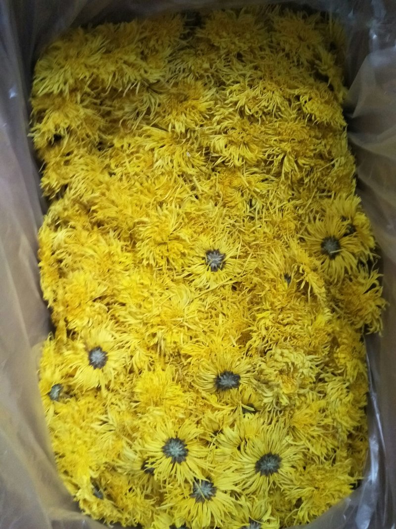 金丝皇菊