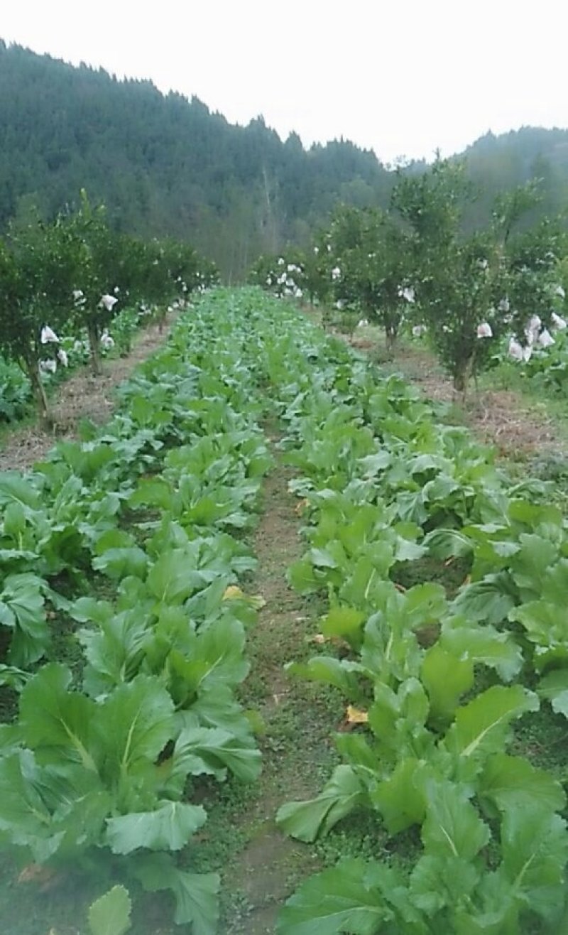 一百亩儿菜成熟了现在还有30亩了