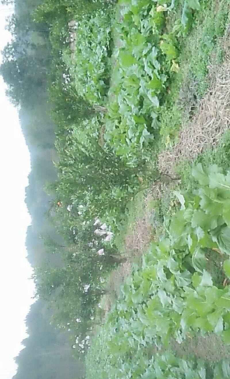 一百亩儿菜成熟了现在还有30亩了