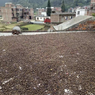 山茶油