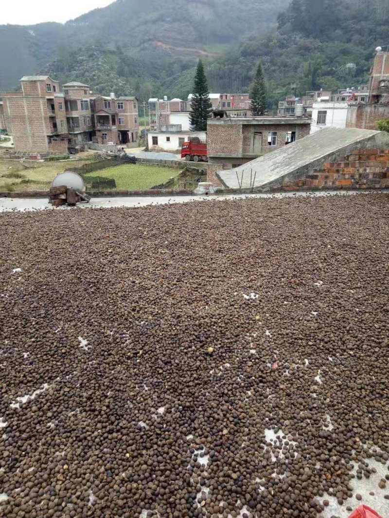 山茶油
