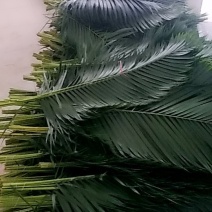 散尾叶