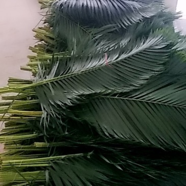 散尾叶