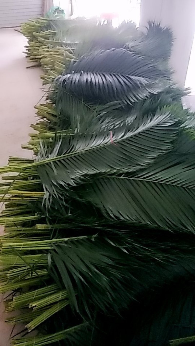 散尾叶
