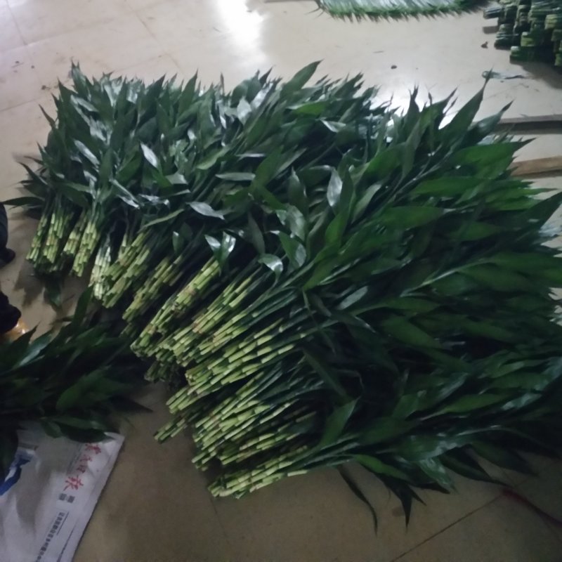 富贵竹