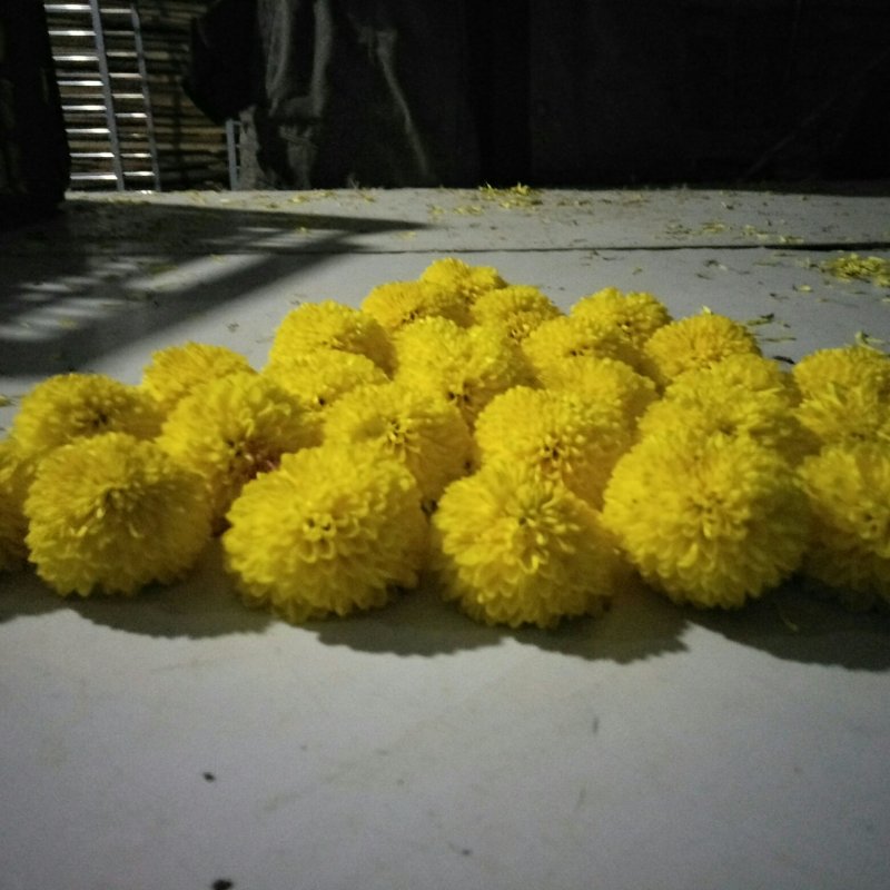 金丝皇菊花苗，婺源皇菊花苗，小贡菊菊花苗