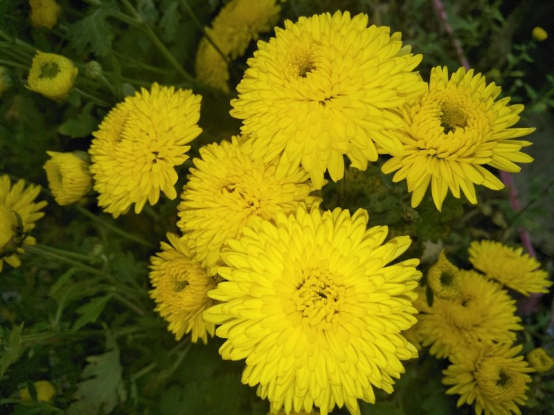 金丝皇菊花苗，婺源皇菊花苗，小贡菊菊花苗