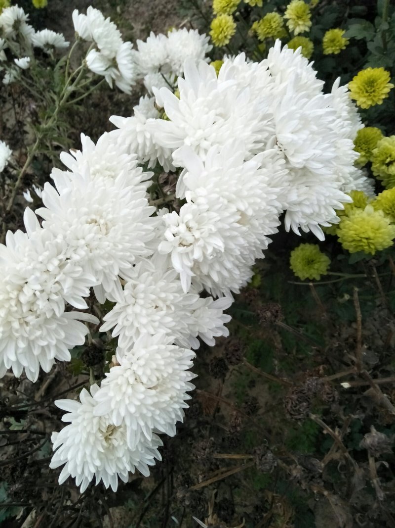 金丝皇菊花苗，婺源皇菊花苗，小贡菊菊花苗