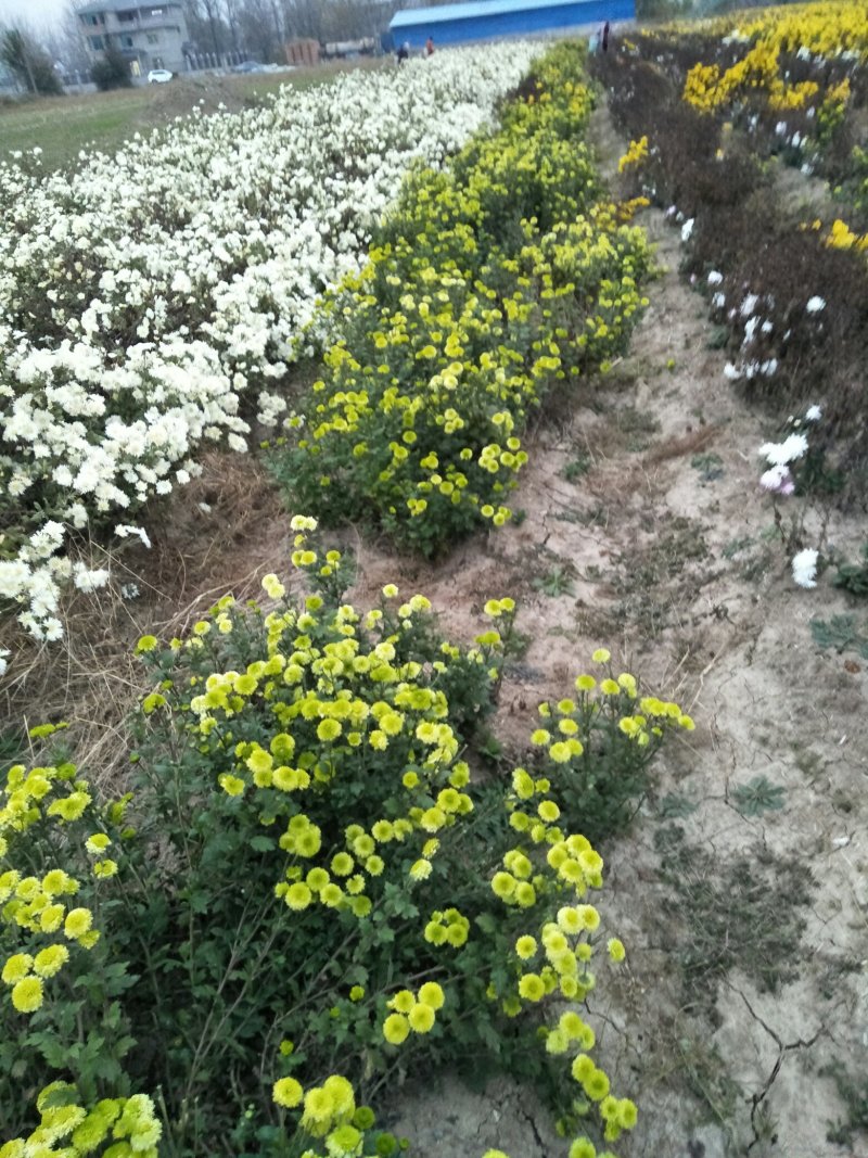 金丝皇菊花苗，婺源皇菊花苗，小贡菊菊花苗