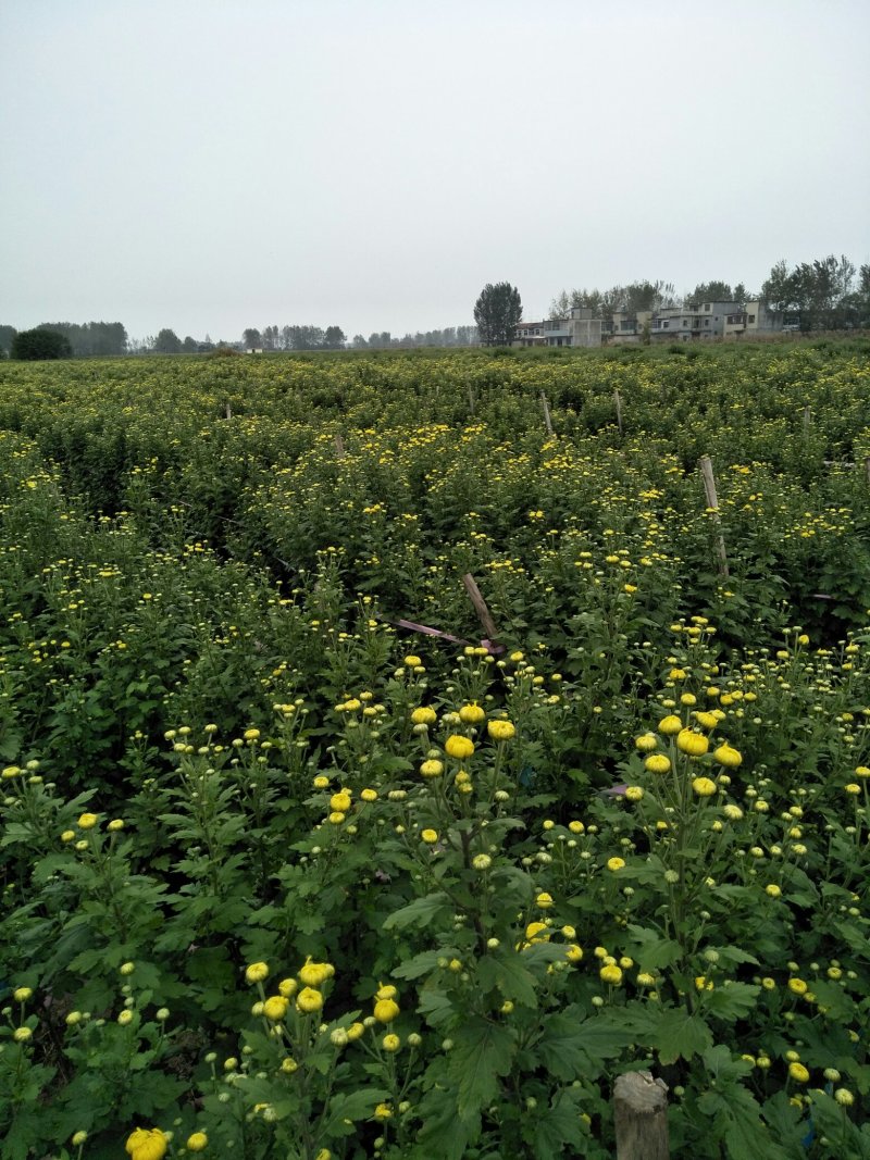 金丝皇菊花苗，婺源皇菊花苗，小贡菊菊花苗