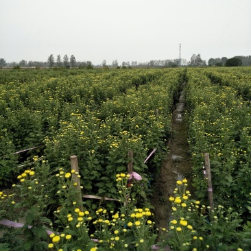 金丝皇菊花苗，婺源皇菊花苗，小贡菊菊花苗