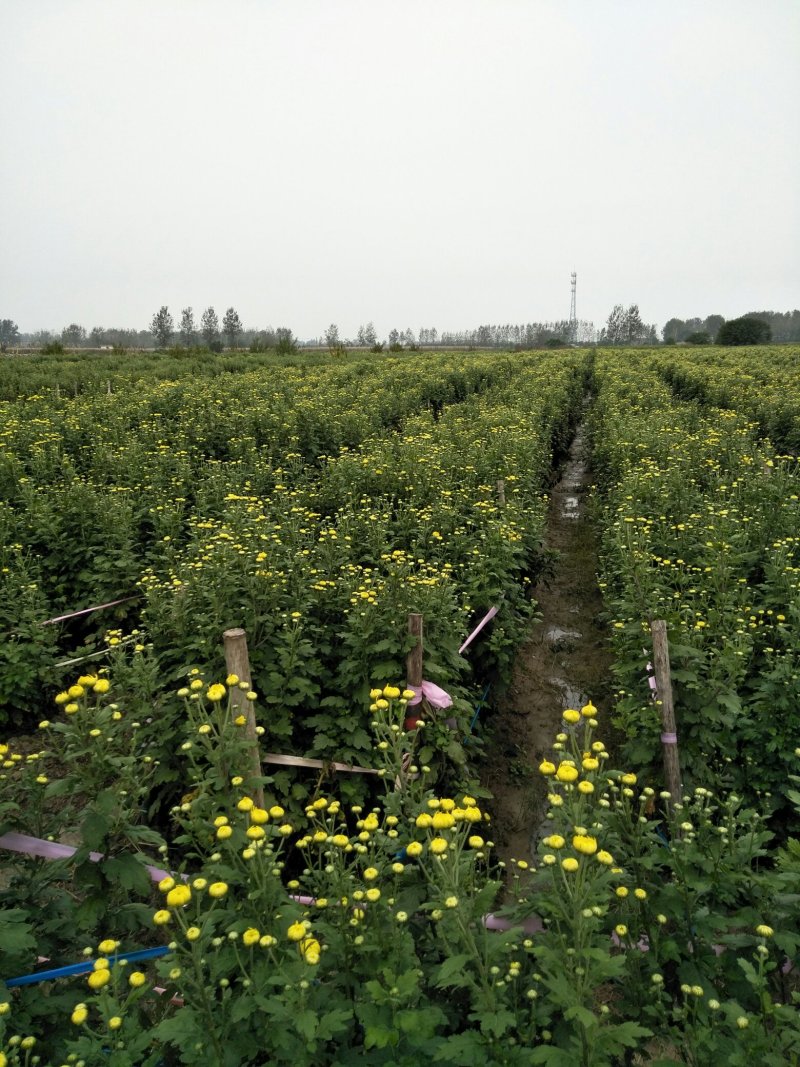 金丝皇菊花苗，婺源皇菊花苗，小贡菊菊花苗