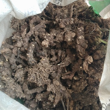 野生苍术，朱砂点，干货