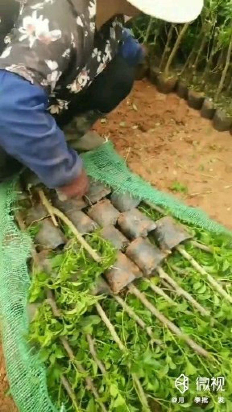 绿化苗木