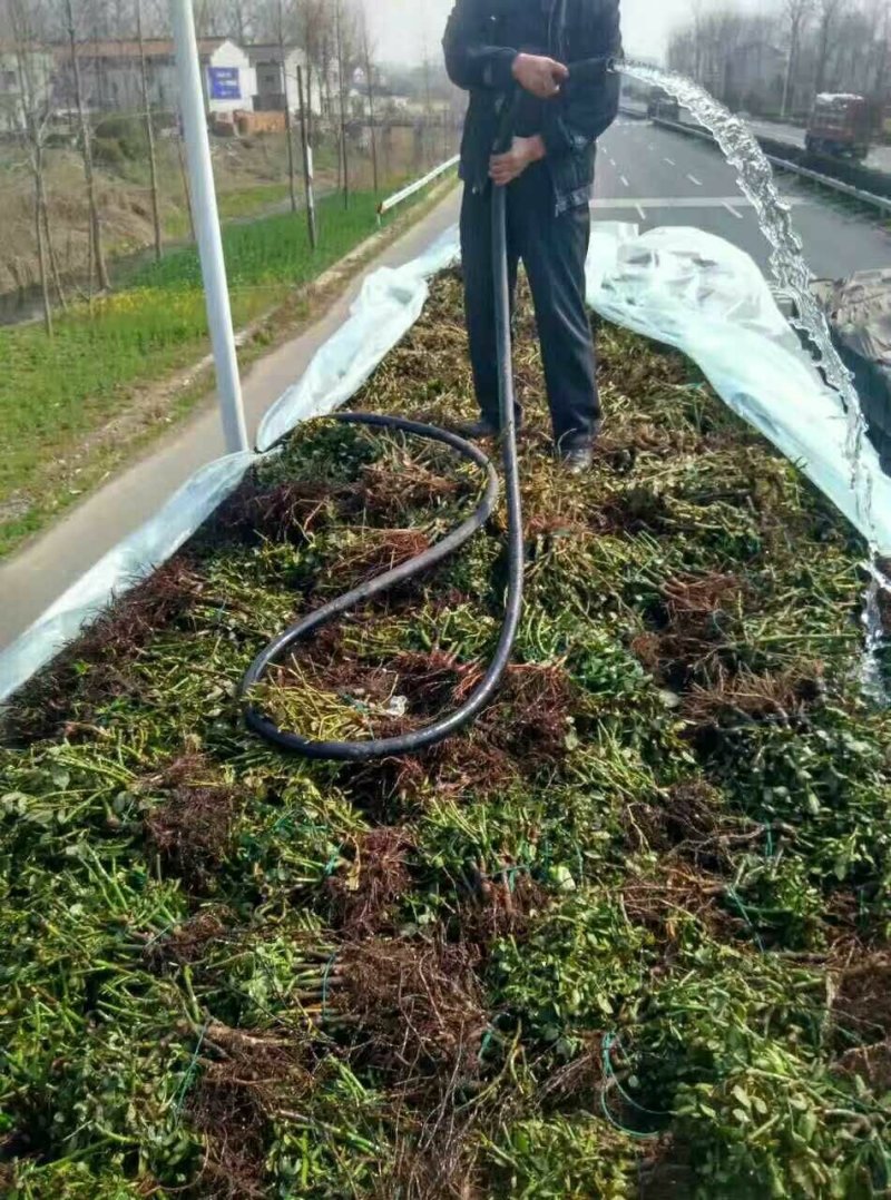 绿化苗木