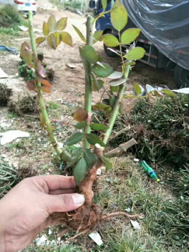 绿化苗木