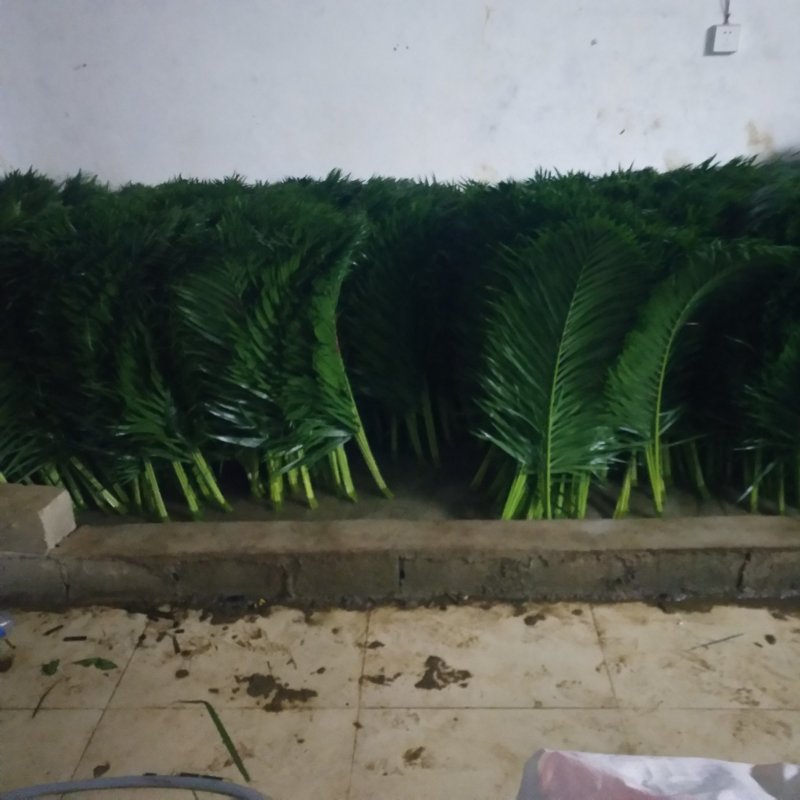 散尾叶