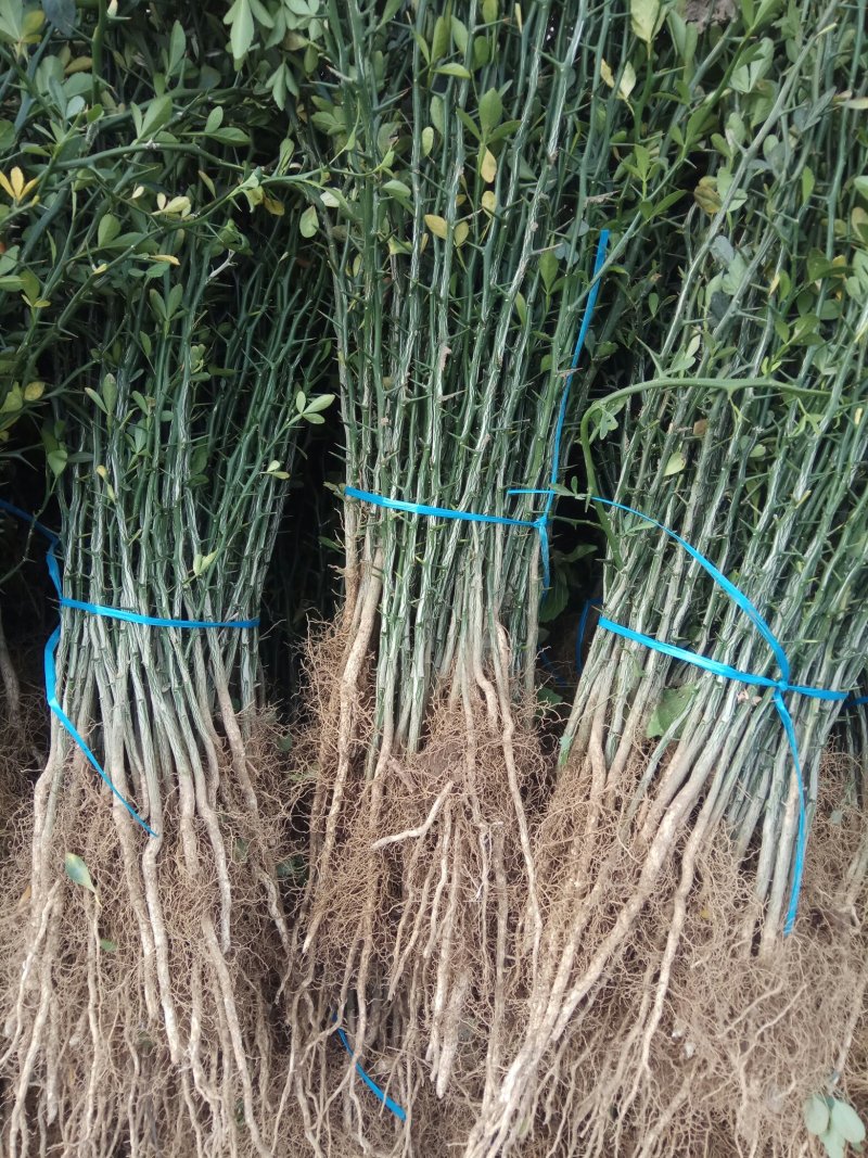 枸橘苗（枳壳苗）量大