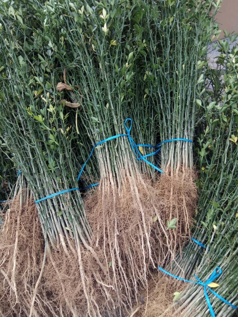 枸橘苗（枳壳苗）量大